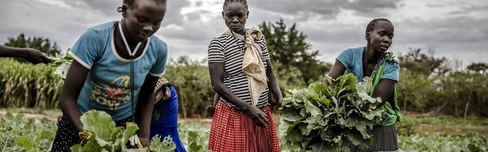 O Efeito da Agricultura de Conservação no Bem-Estar dos Pequenos Agricultores em Moçambique